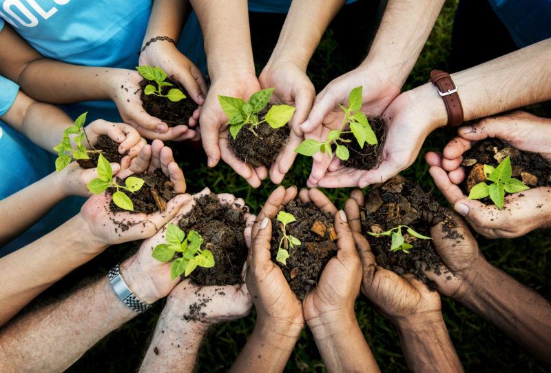  Hands holding tree saplings in dirt