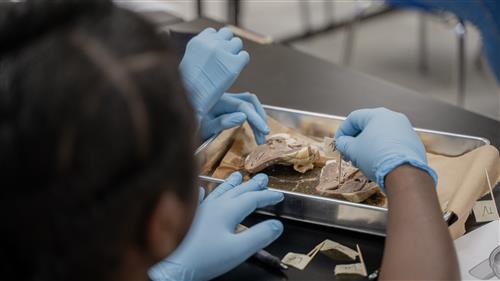 Students wearing blue gloves as they dissect a heart