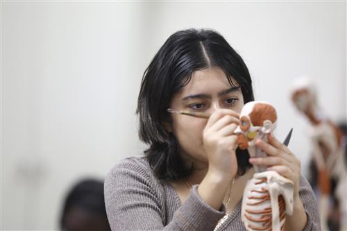 Female student making skeleton model